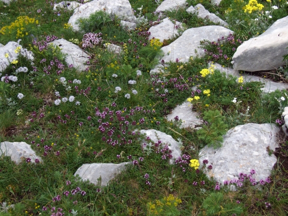 Fioriture in quota